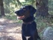 Verkehrte Netzwelt: Das Navi für den Hund