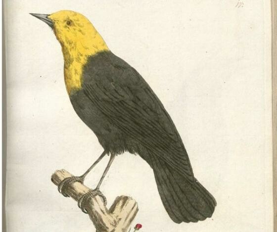 Die Drossel ist eine Familie aus der Unterordnung der Singvögel. Ihr Gesang ist "ein inhaltsreiches, wohl-und weit tönendes Lied", sagt der Tierforscher Alfred Brehm. (Bild: Wikimedia Commons, Joachim Johann Nepomuk Spalowsky) Die Drossel ist eine Familie aus der Unterordnung der Singvögel. Ihr Gesang ist "ein inhaltsreiches, wohl-und weit tönendes Lied", sagt der Tierforscher Alfred Brehm. (Bild: Wikimedia Commons, Joachim Johann Nepomuk Spalowsky)