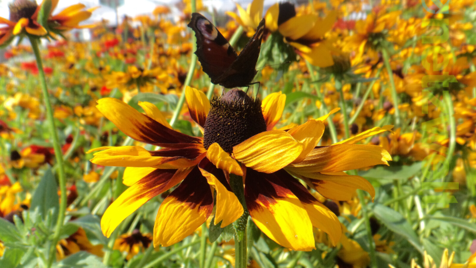 Die verzögerte Auslösung macht es zu einem Glücksspiel im richtigen Moment auszulösen. (Bild: netzwelt)