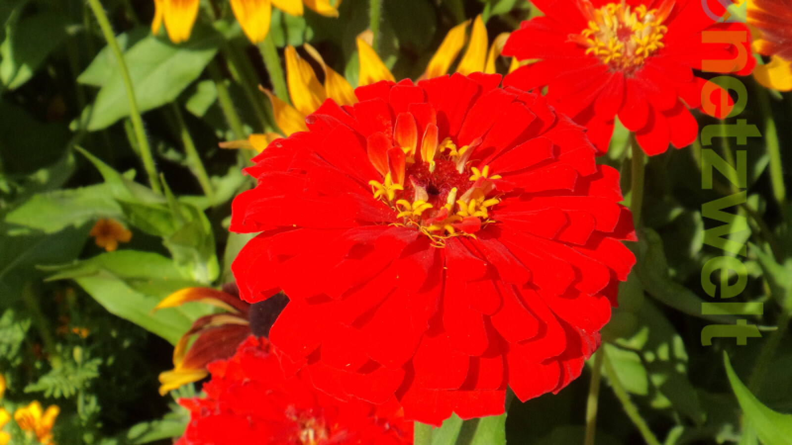 Die Farbe der Liebe ist nicht die Lieblingsfarbe der DSC-TF1. Der Farbton ist häufig zu stark wiedergegeben. (Bild: netzwelt)