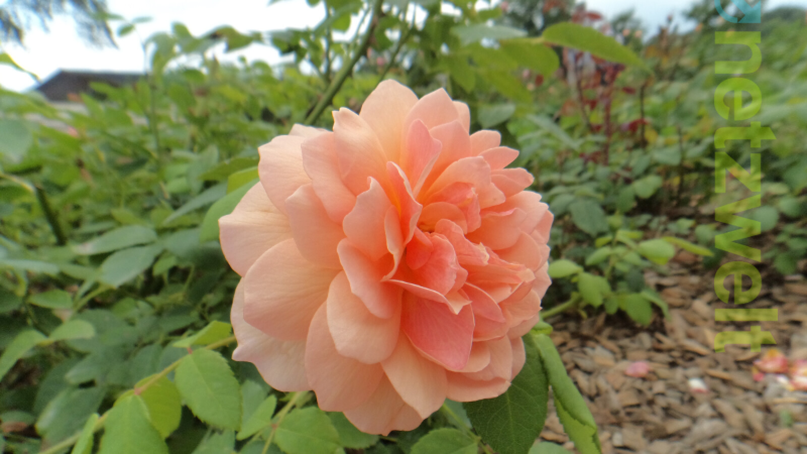 Im Zentrum hingegen stimmt die Schärfe. Aber die chromatischen Aberrationen im Randbereich sind deutlich. (Bild: netzwelt)