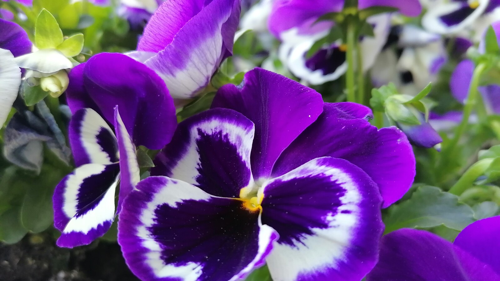 Auch Nahaufnahmen gelingen mit dem P30 lite gut.