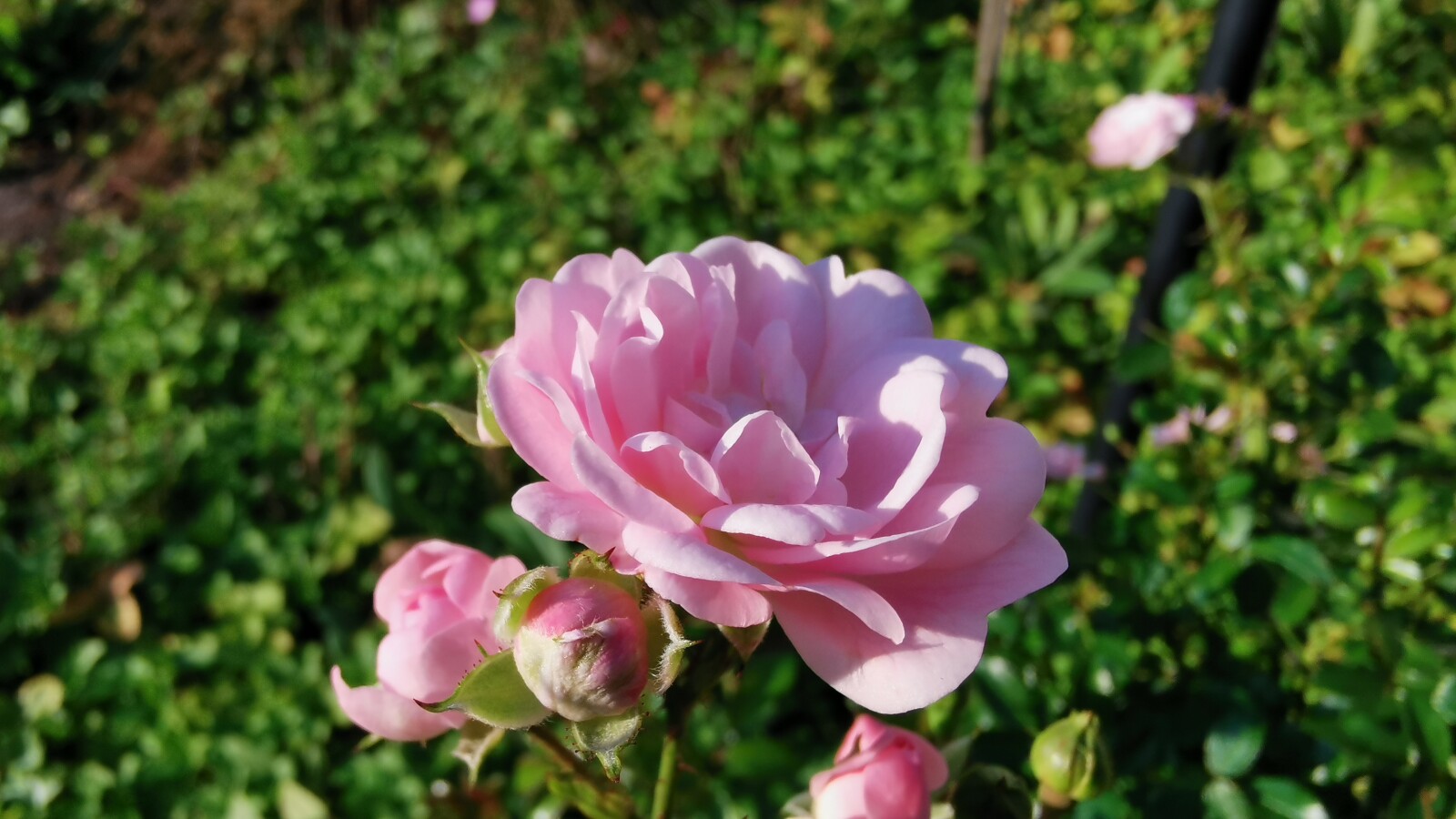 Huawei P30 Pro: Blumen-Aufnahme