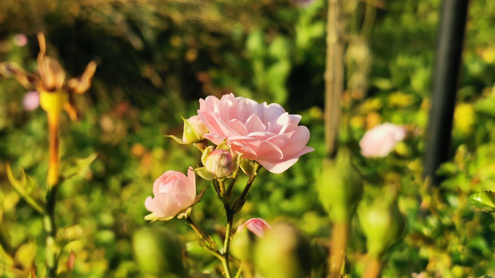 Huawei P30 Pro: Hauptkamera (2x Zoom) Blume
