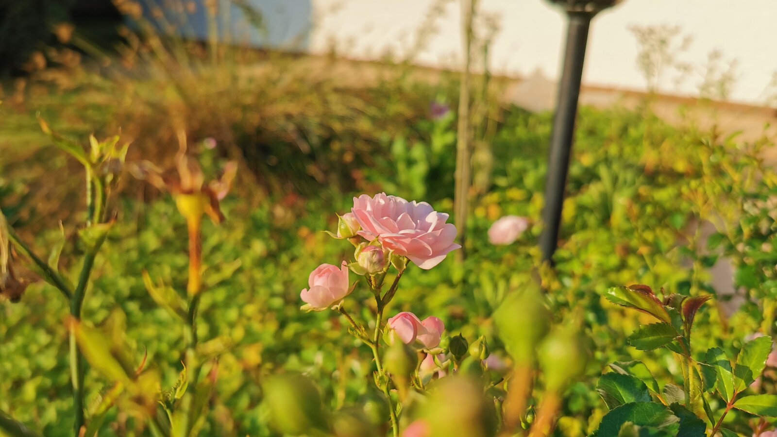Huawei P30 Pro: Hauptkamera Blume
