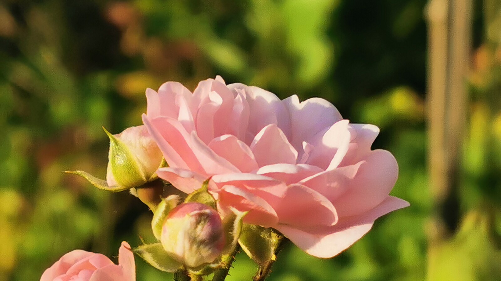 Huawei P30 Pro: Telekamera (5x Zoom) Blume