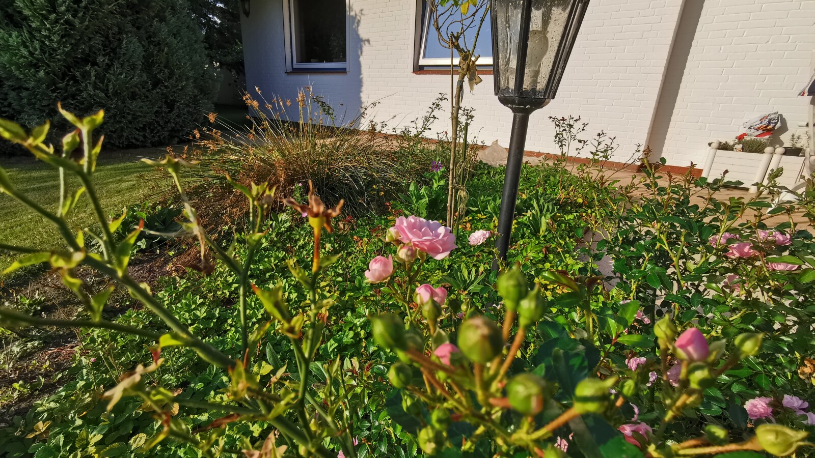 Huawei P30 Pro: Weitwinkel Blume