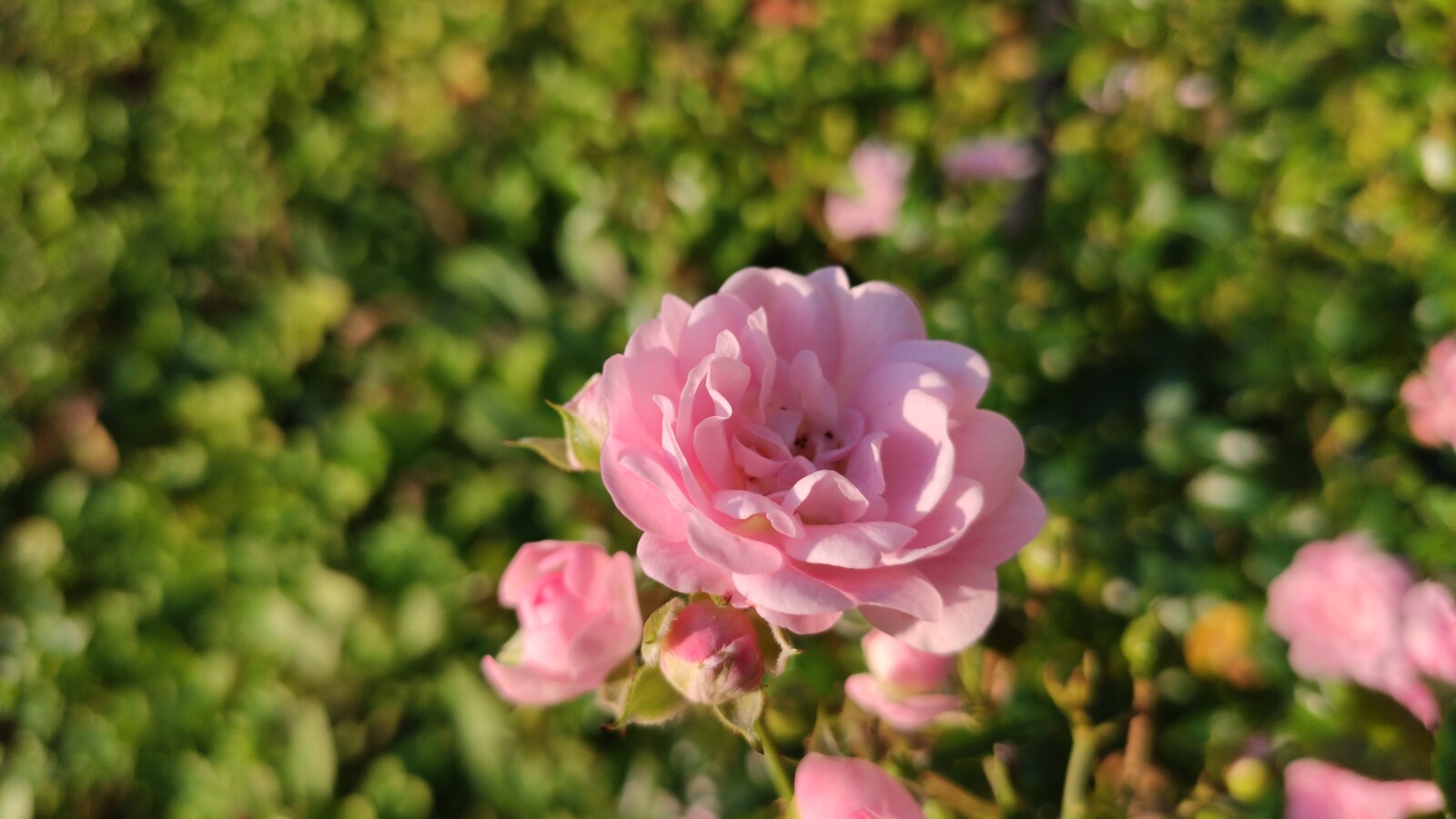 Xiaomi Mi 9T Pro: Blumen-Aufnahme (48 MP Modus)