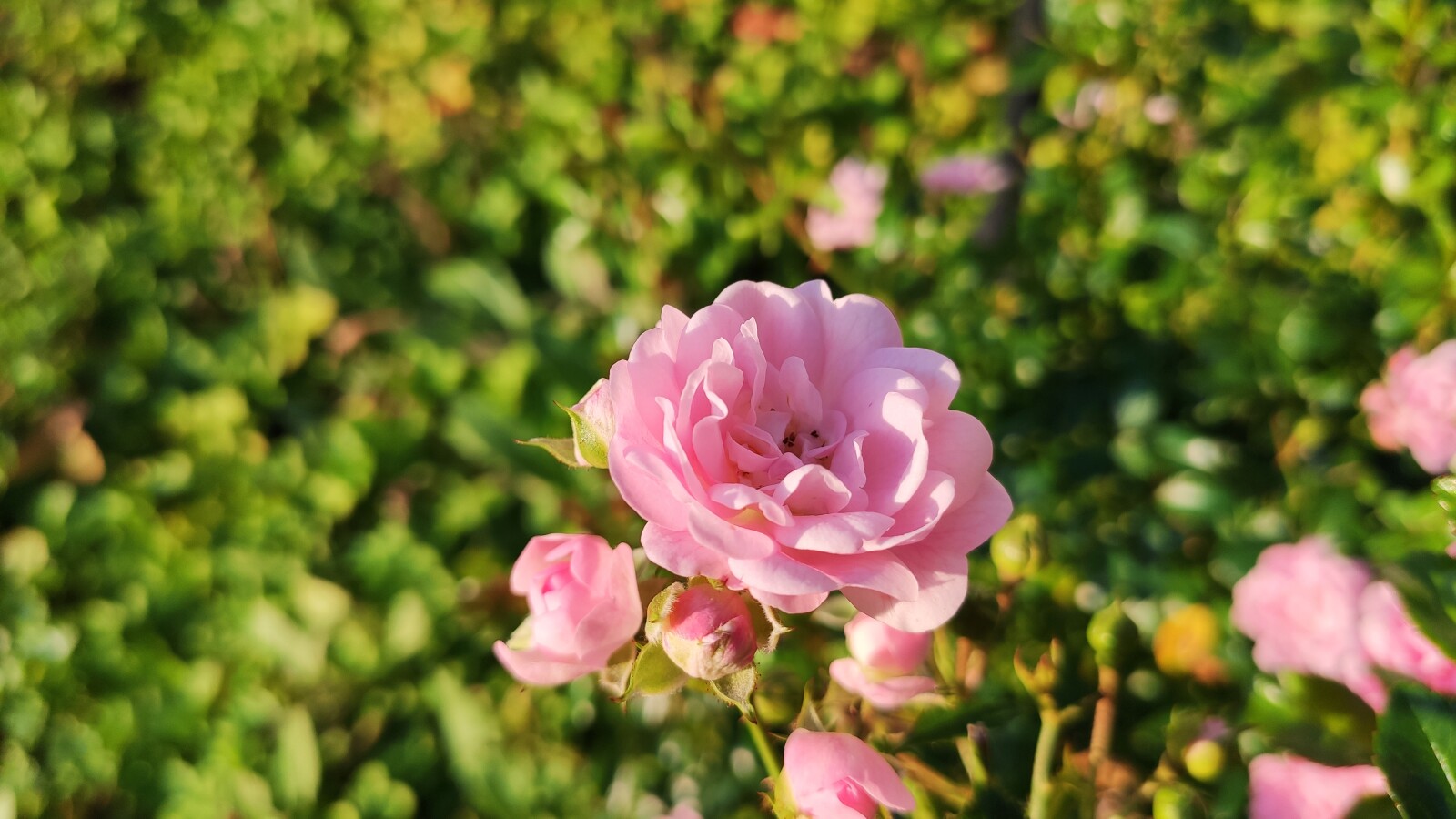 Xiaomi Mi 9T Pro: Blumen-Aufnahme (AI Modus)