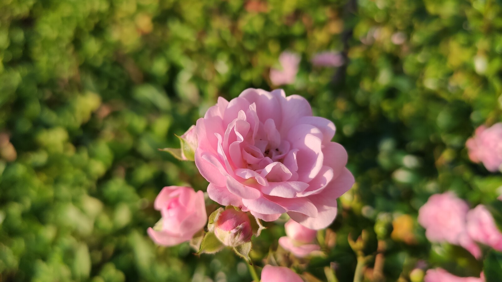 Xiaomi Mi 9T Pro: Blumen-Aufnahme (Normaler Modus)