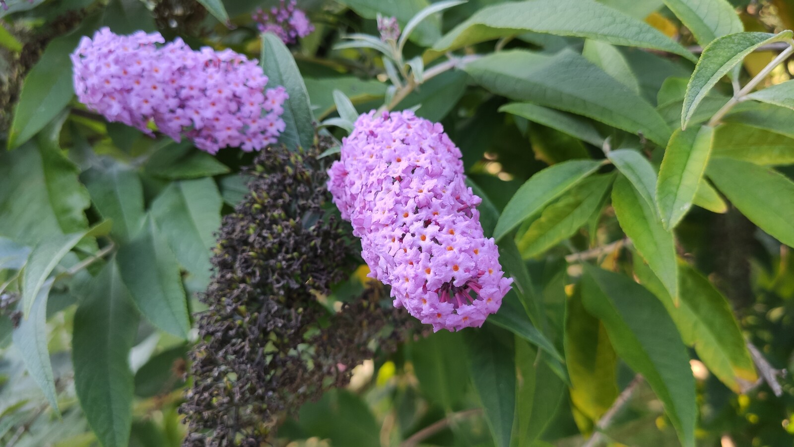 Xiaomi Mi 9T Pro: Hauptkamera