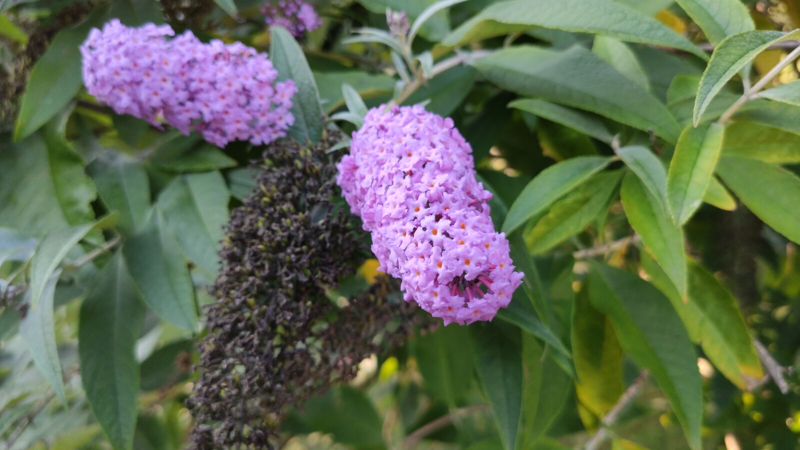 Xiaomi Mi 9T Pro: Hauptkamera mit 48 MP Modus