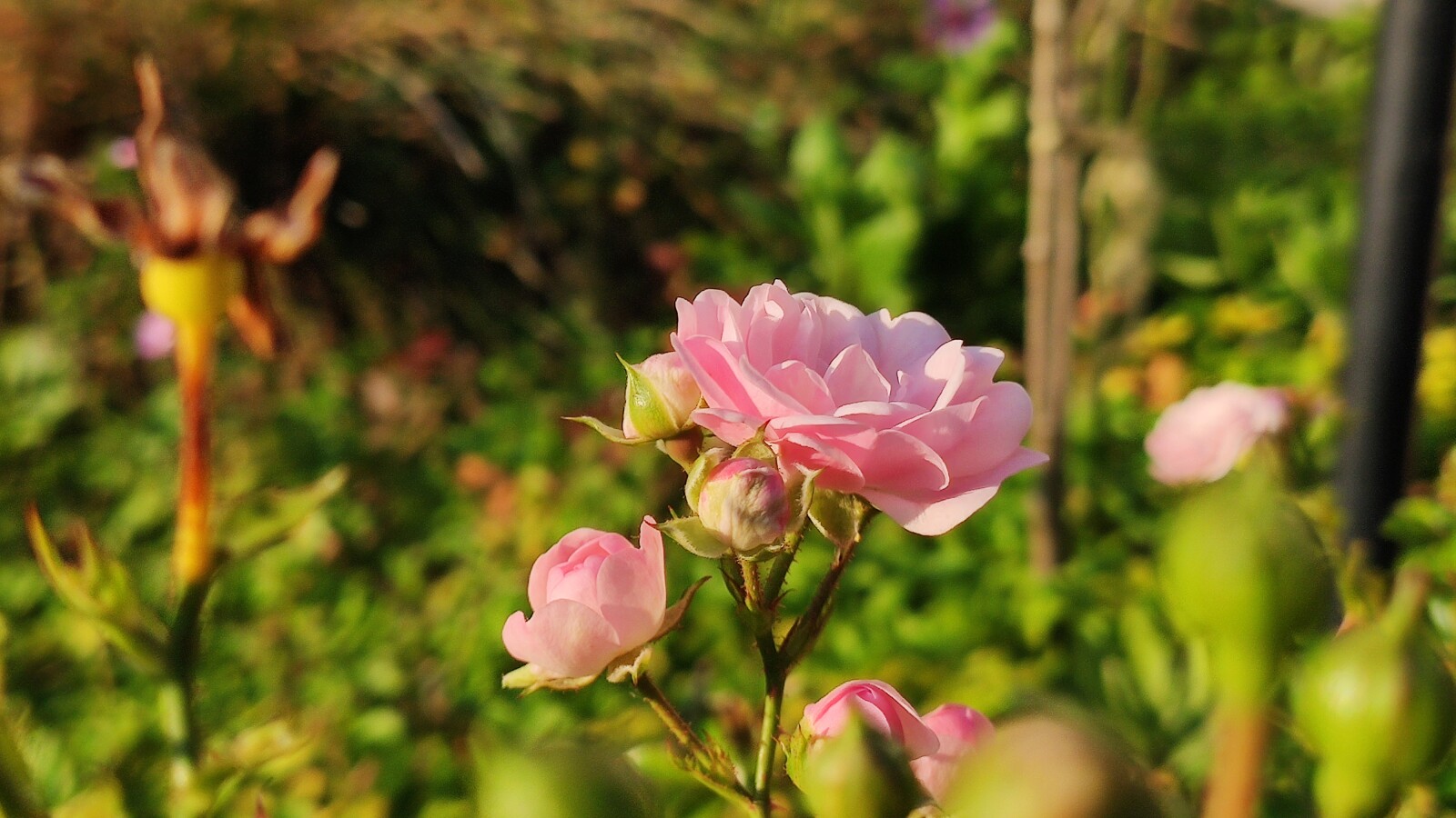Xiaomi Mi 9T Pro: Telekamera Blume