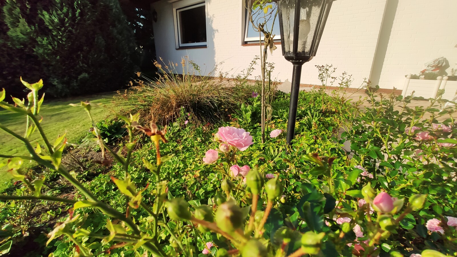 Xiaomi Mi 9T Pro: Weitwinkel Blume