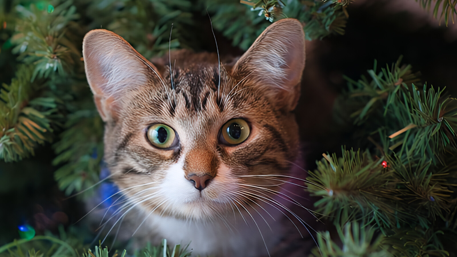 Nach der Bildverbesserung mit dem Modell Gen Detail v2 von VideoProc Converter AI ist die Qualität deutlich verbessert.