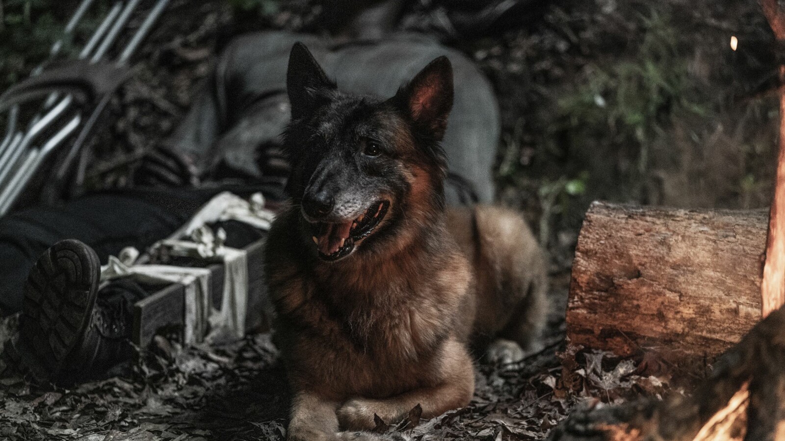 The Walking Dead Staffel 11 - Teil 2: Dog ist ein treuer Gefährte.