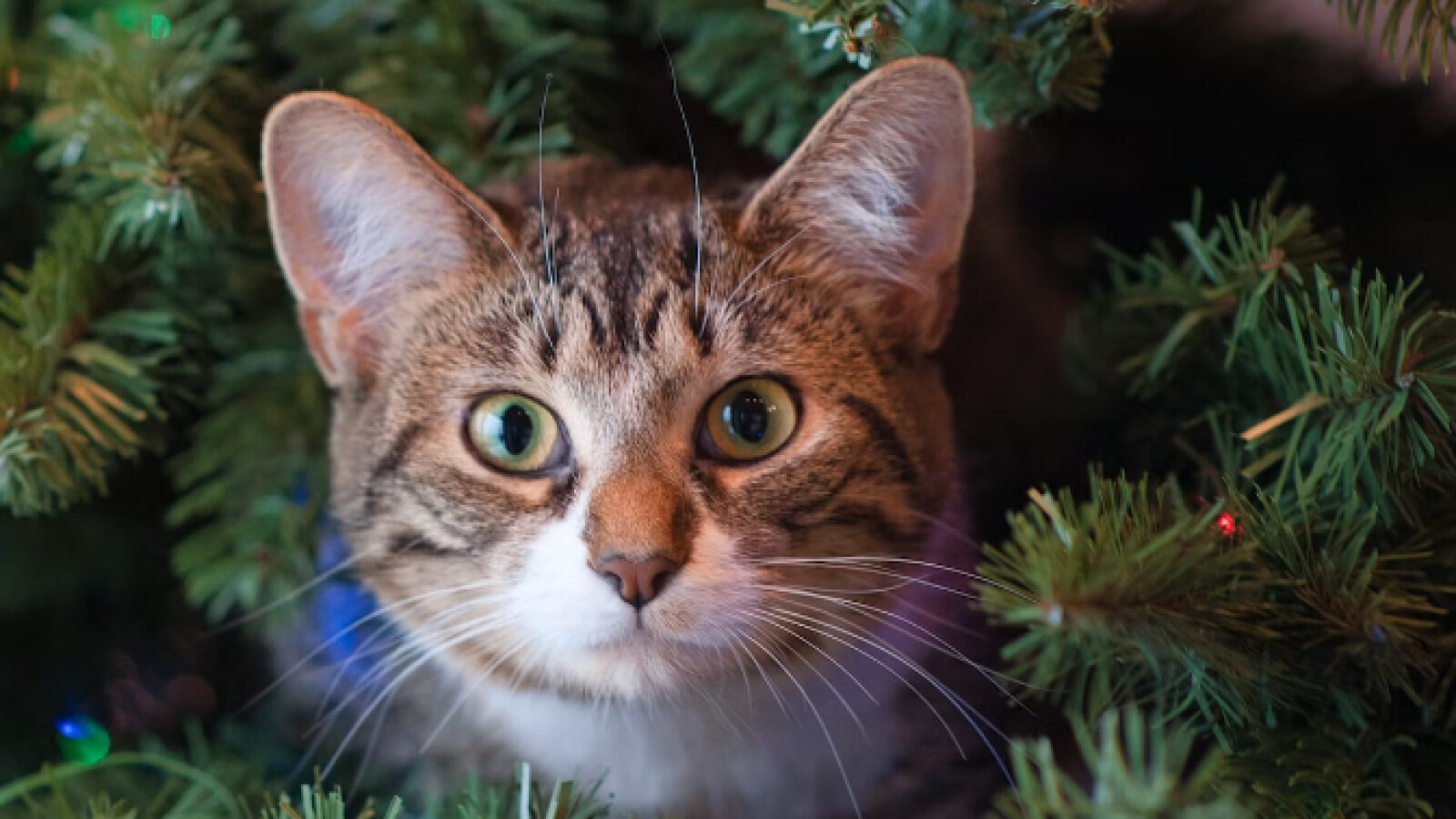 So sieht das Katzenbild vor der KI-Bildverbesserung aus.
