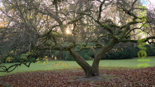 Beispielaufnahmen mit der DSC-RX1R