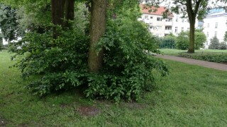 Huawei P9 Lite: Kamera-Samples