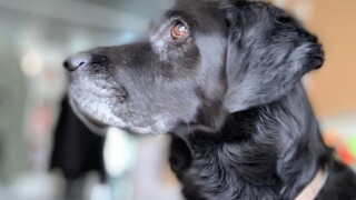 Bilder der Dual-Kamera des iPhone XS (Max)