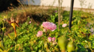 Xiaomi Mi 9T Pro: Kamera-Aufnahmen