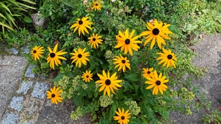 Oukitel RT7 Titan - Bilder der Kameras