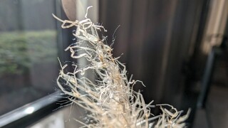 Pixel 8 Pro Kamera-Samples