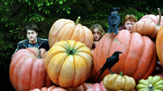 Harry Potter heute im TV: Wir sagen, bei welchem Sender das magische Epos läuft