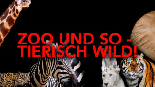 Zoo und so - Tierisch wild!: So seht ihr die Sat.1 Gold-Dokushow im TV und Stream - alle Sendetermine