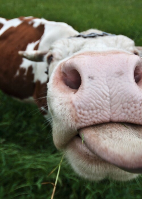 Hier kommen die besten schlechtesten Witze des Internets.