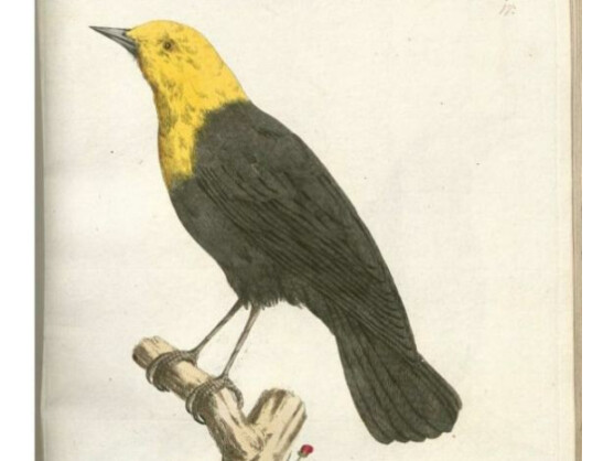 Die Drossel ist eine Familie aus der Unterordnung der Singvögel. Ihr Gesang ist "ein inhaltsreiches, wohl-und weit tönendes Lied", sagt der Tierforscher Alfred Brehm.