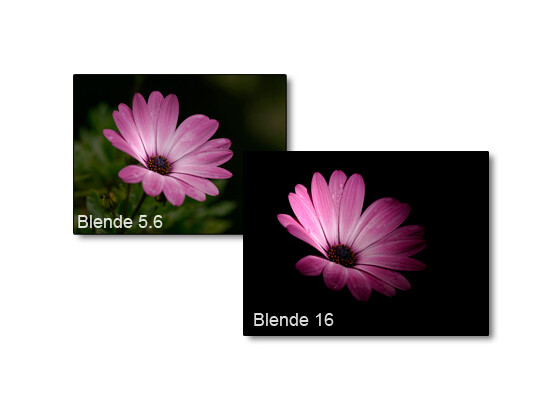 Die offene Blende 5.6 lässt zu viel Umgebungslicht mit in die Belichtung einfließen. In Folge dessen hebt sich das Hauptmotiv nicht wie gewollt stark genug vom Hintergrund ab. Ein Abblenden auf <a href="/news/71721-digitalkameratechnik-blende-und-belichtung.html" title="Blende erklärt">Blende</a> 16 bringt da wesentlich mehr Erfolg und die Blüte ist perfekt auf schwarzem Hintergrund freigestellt.