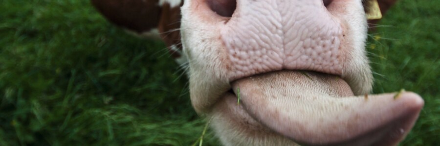 Hier kommen die besten schlechtesten Witze des Internets.