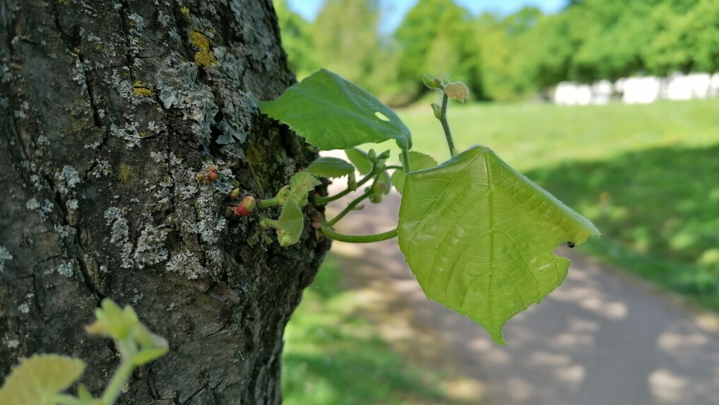 Huawei P30 lite: Kamera-Samples - Bild 8 von 12