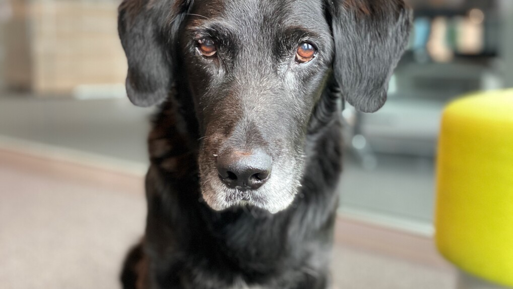 iPhone 11 Pro (Testbilder) - Bild 1 von 6