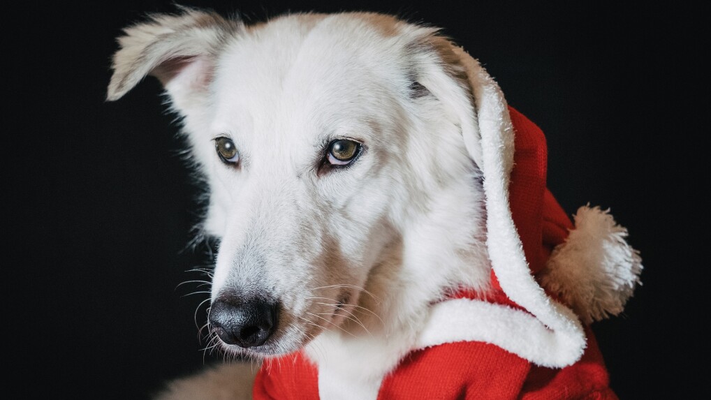 Bilder für eure Nikolausgrüße - Bild 1 von 4