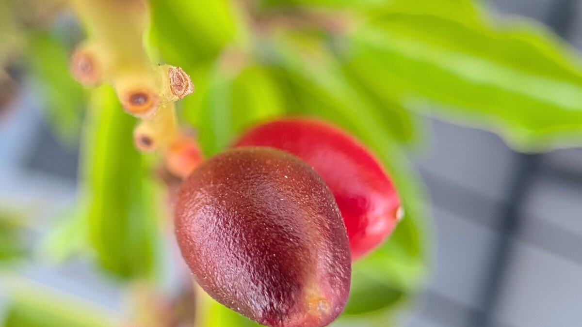 Egal ob Makrofoto...