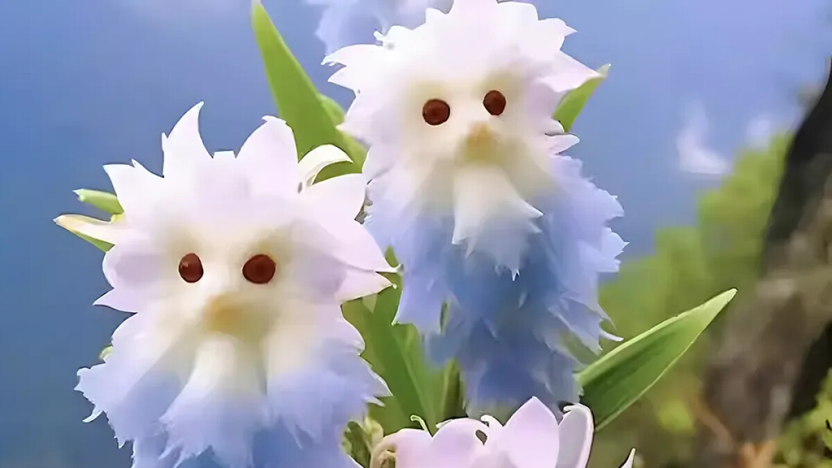 Abzocke mit KIPflanzen Das steckt hinter der "KatzenaugenBlumen