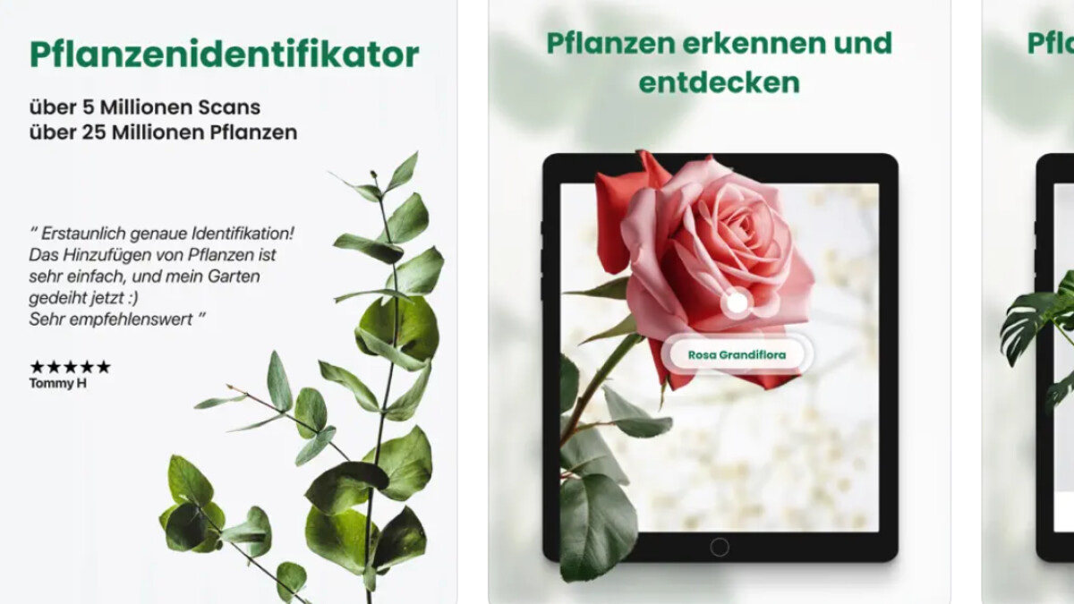 wilder wein als zimmerpflanze Florastore Wilder Wein - 6 Stk - Parthenocissus Quinquefolia