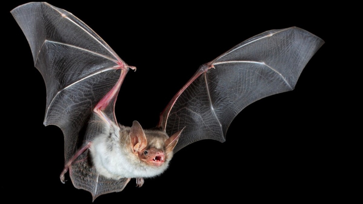 Wegen Fledermäusen und anderer geschützten Tierarten könnte sich der Bau der Gigafactory 4 in Grünheide, Brandenburg verzögern.