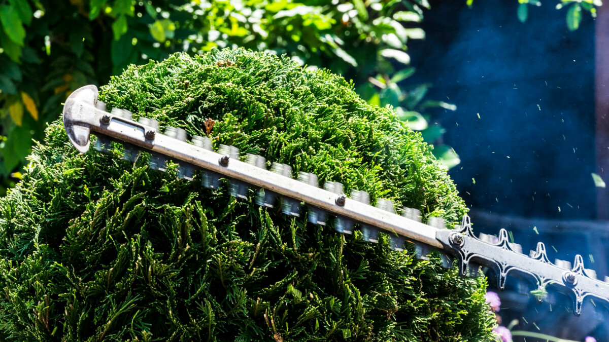 Hecke schneiden trotz Frost? Darauf msst ihr im Winter achten | NETZWELT