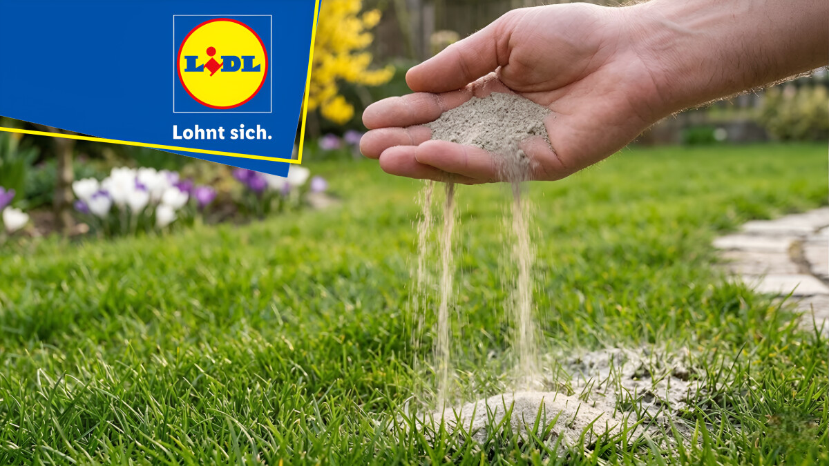 Warum dieser Sand bei Lidl so beliebt ist - und aktuell komplett  ausverkauft | NETZWELT