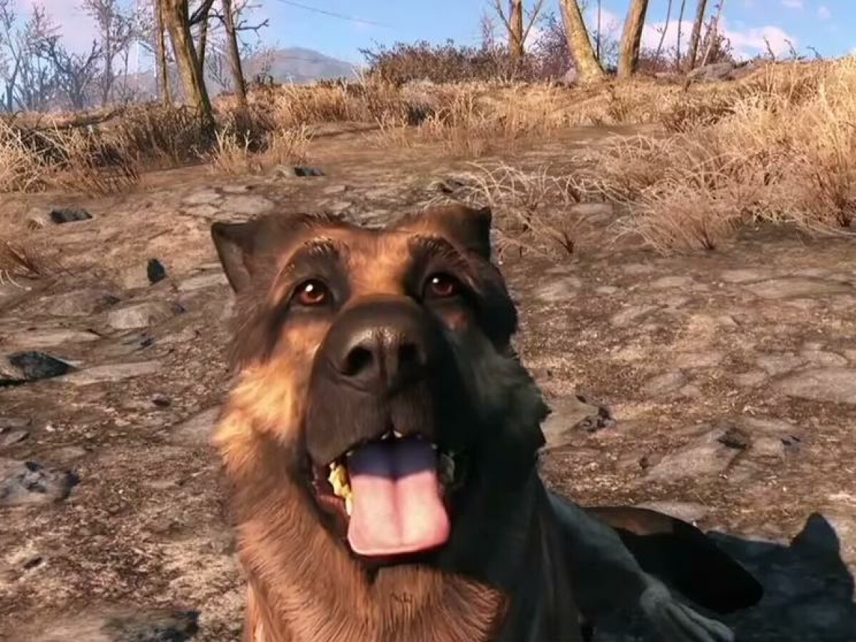 Fallout 4 как оставить пса фото 11
