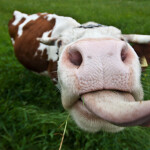 Wir präsentieren euch die schlechtesten ... äh besten Flachwitze dieses Internets.