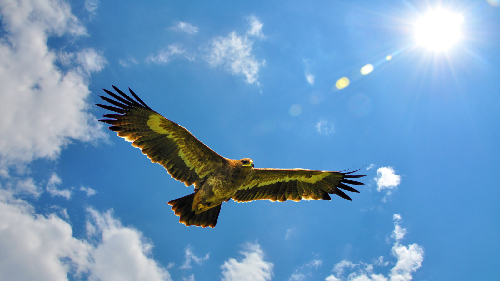 Wie Schnell Fliegt Ein Adler Zum Roaming-Horst: Russischer Adler fliegt nach Iran | NETZWELT