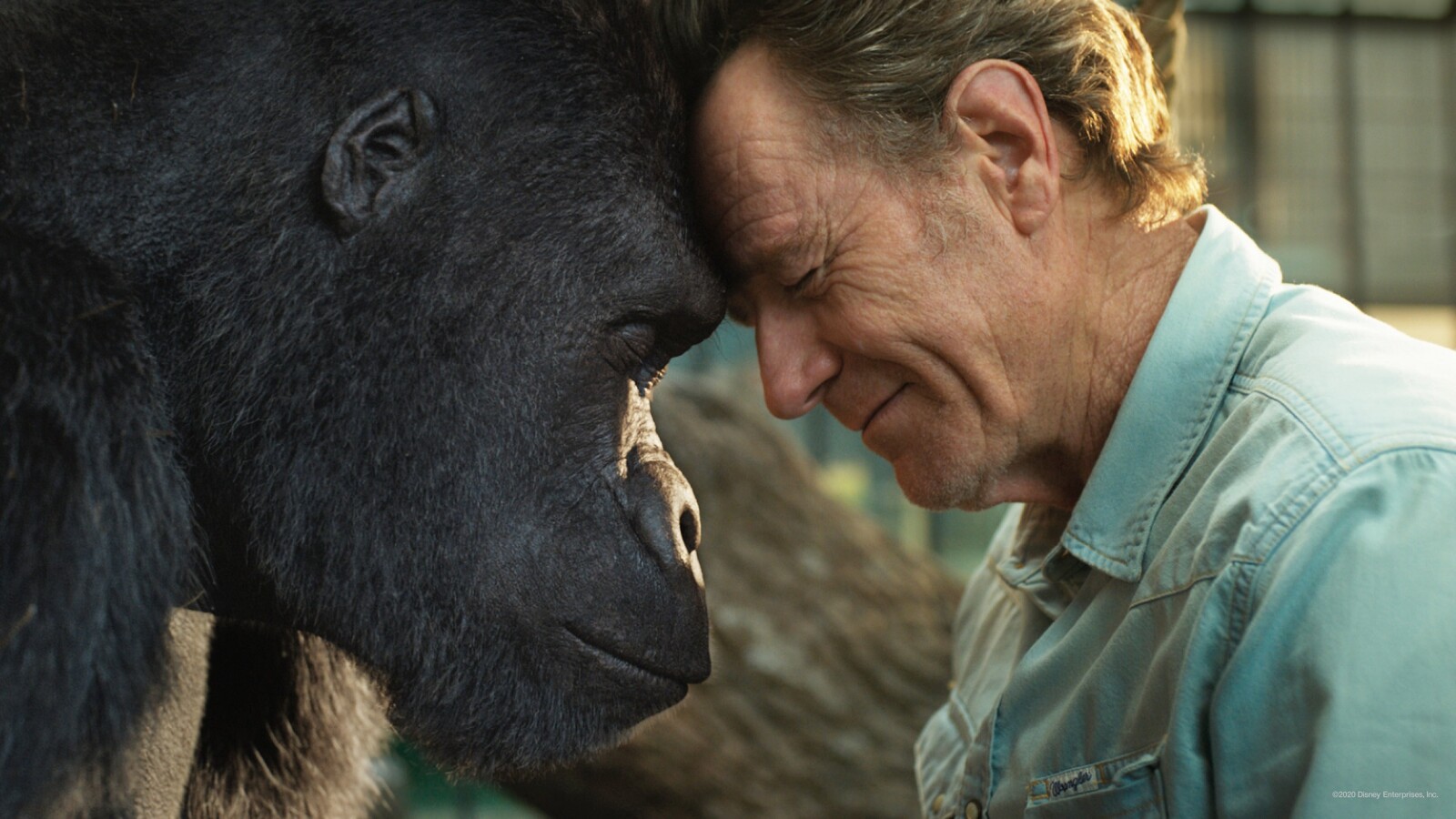 Heute Neu Auf Disney Der Einzig Wahre Ivan Zeigt Einen Malenden Gorilla Netzwelt