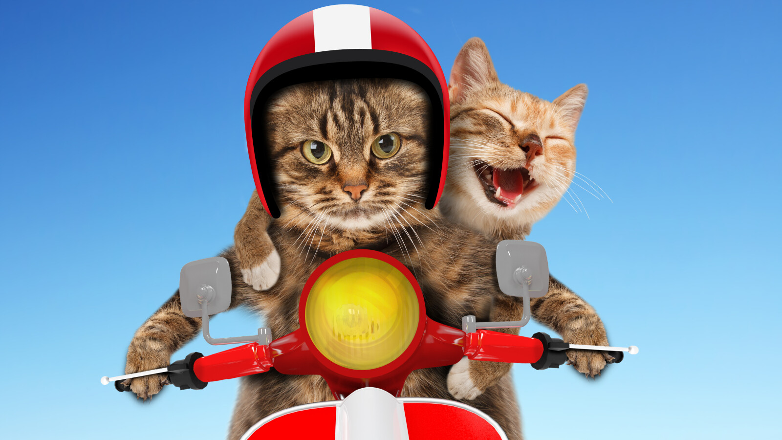 Weltkatzentag: Die lustigsten und süßesten Katzen-GIFs ... - 1600 x 900 jpeg 265kB