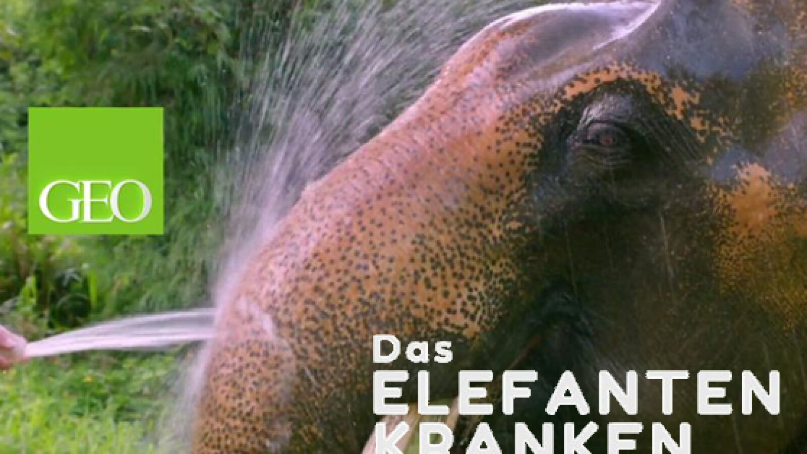 Das Elefantenkrankenhaus | Sendetermine & Stream | August/September 2021 - Vimarsana News