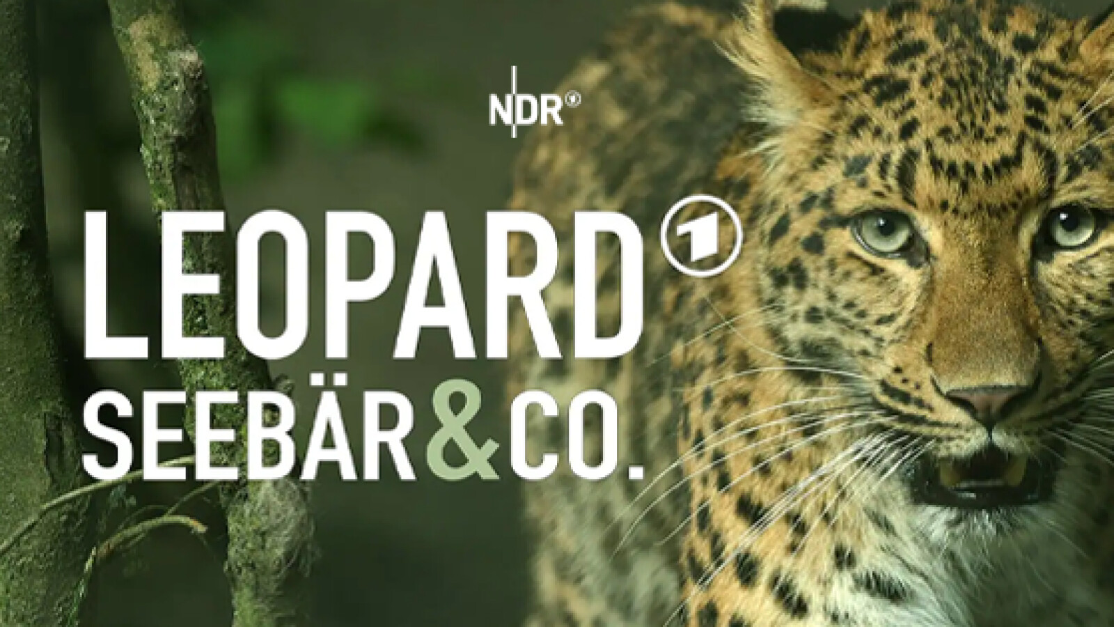 Leopard, Seebär & Co. Sendetermine & Stream März/April 2024 NETZWELT Leopard, Seebär & Co. Sendetermine & Stream März/April 2024 NETZWELT