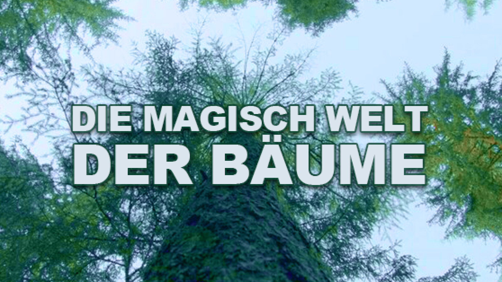 Die magische Welt der Bäume | Sendetermine & Stream | MaiJuni 2024 |  NETZWELT